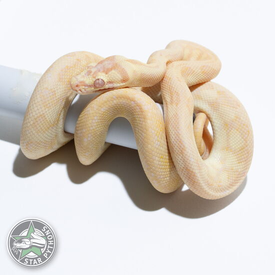 This beautiful female Sunglow Jaguar carpet python with id 24-049 is for sale.