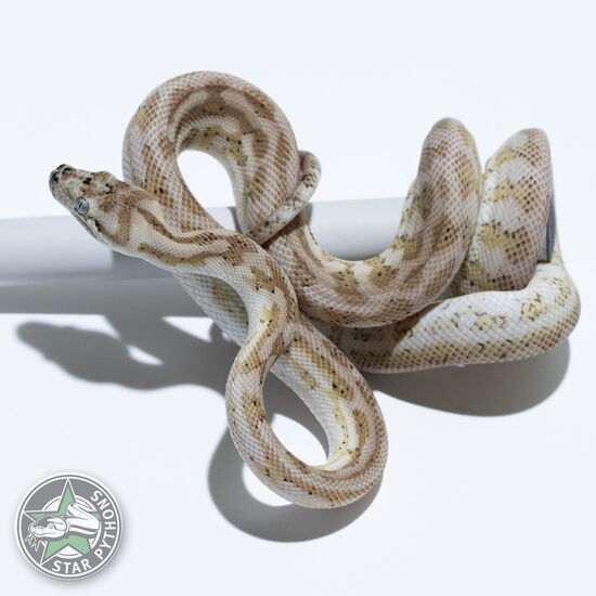 This beautiful female Ghost Jaguar carpet python with id 24-145 is for sale.