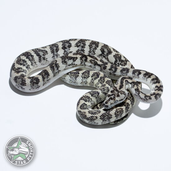 이 아름다운 (Ghost (male)) 카펫비단뱀(ID: 24-859)이 판매 중입니다.