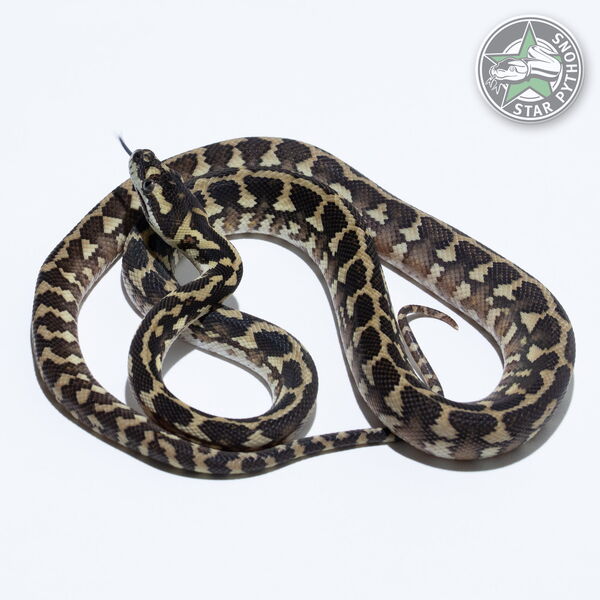 이 아름다운 (Caramel het Granite (male)) 카펫비단뱀(ID: 25-086)이 판매 중입니다.