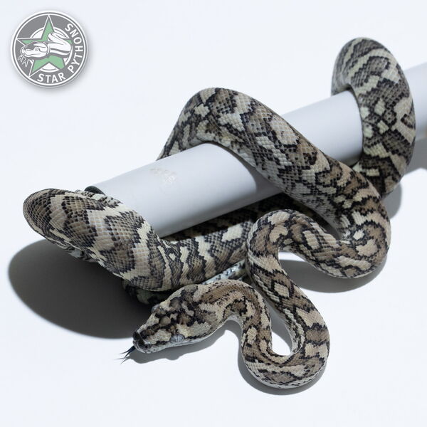Dieses schöne Ghost Teppichpython (männlich) mit der ID 25-147 ist zu verkaufen.
