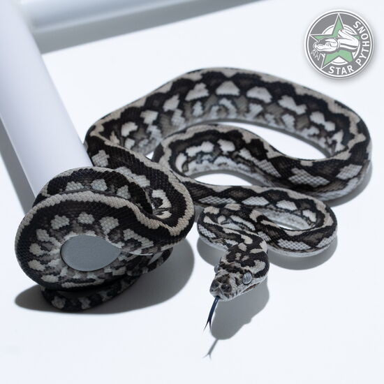 This beautiful male Axanthic Tiger (pure Coastal) carpet python with id 25-332 is for sale.