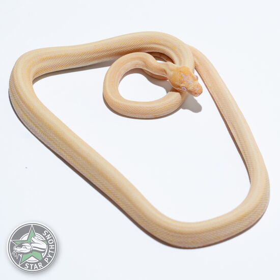 This beautiful male Albino Tiger carpet python with id 25-386 is for sale.
