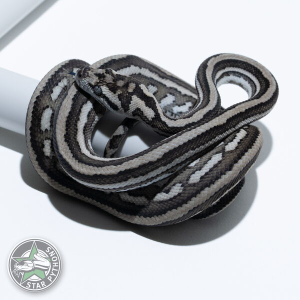 This beautiful male Axanthic Tiger (pure Coastal) carpet python with id 25-563 is for sale.