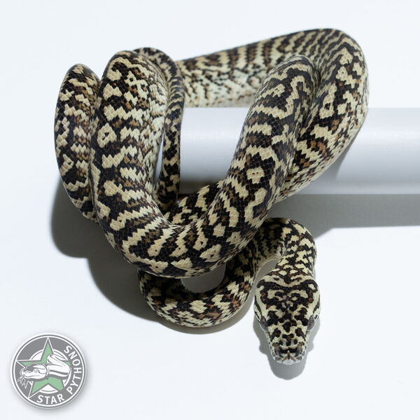 이 아름다운 (Caramel Zebra (female)) 카펫비단뱀(ID: 25-581)이 판매 중입니다.