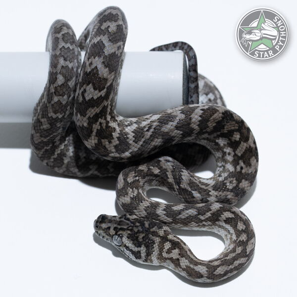 이 아름다운 (Caramel Axanthic Zebra (male)) 카펫비단뱀(ID: 25-600)이 판매 중입니다.