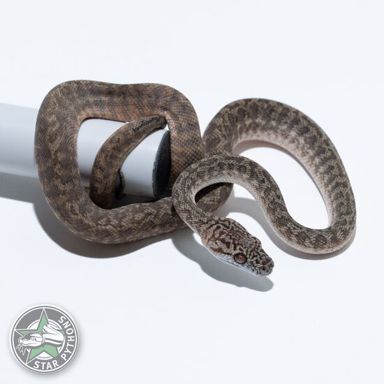 This beautiful male Granite het Axanthic (pure IJ) carpet python with id 26-002 is for sale.