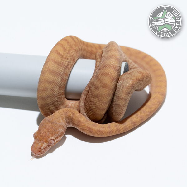 이 아름다운 (Albino Zebra (female)) 카펫비단뱀(ID: 26-029)이 판매 중입니다.