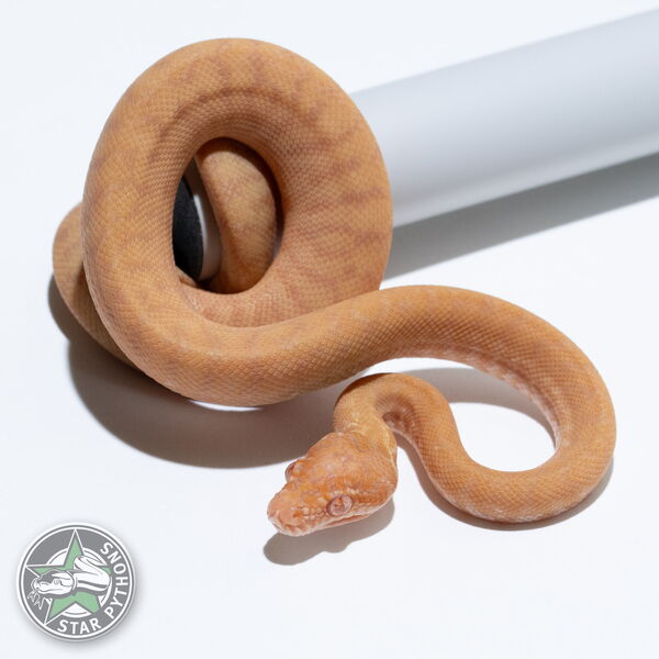 Dieses schöne Albino Zebra Teppichpython (weiblich) mit der ID 26-135 ist zu verkaufen.