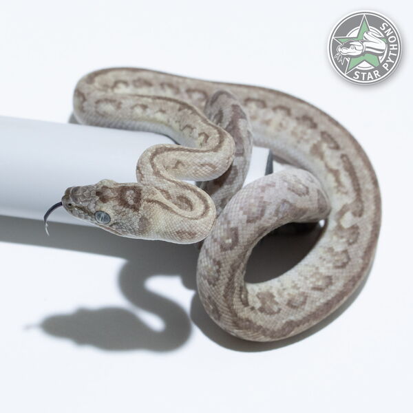 This beautiful female Ghost Jaguar (Paradox) carpet python with id 26-496 is for sale.