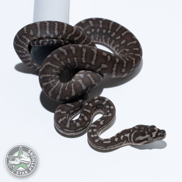 This beautiful male Bredli carpet python with id 26-571 is for sale.
