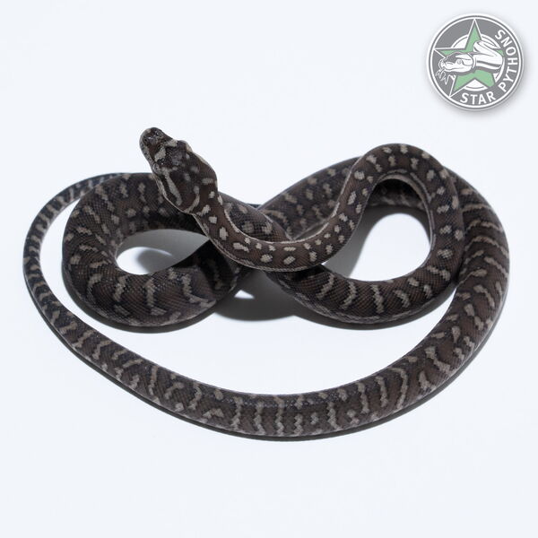 This beautiful male Bredli carpet python with id 26-575 is for sale.
