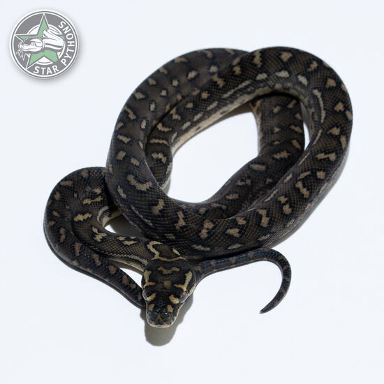 This beautiful male Diamond (RPD line) carpet python with id 26-595 is for sale.