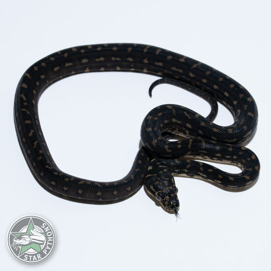 This beautiful female Diamond carpet python with id 26-600 is for sale.