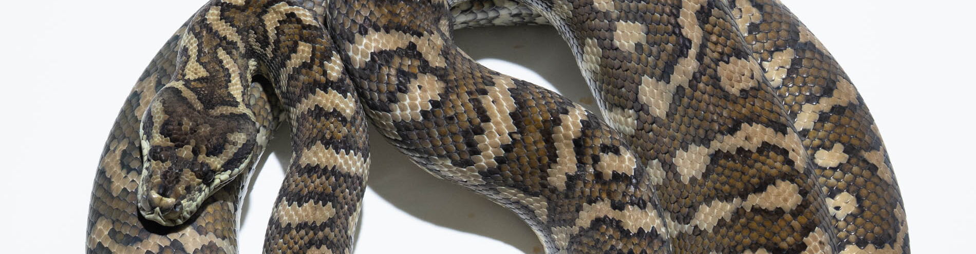 Caramel Teppichpython (Morelia spilota mcdowelli) – inkomplett-dominante Mutation mit warmen Bronze- und Karamellfarben