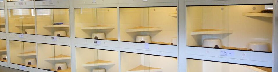 Professionelle Terrarien für Teppichpythons bei StarPythons