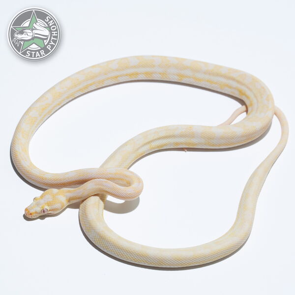 This beautiful female Albino het Axanthic carpet python with id 23-314 is for sale.