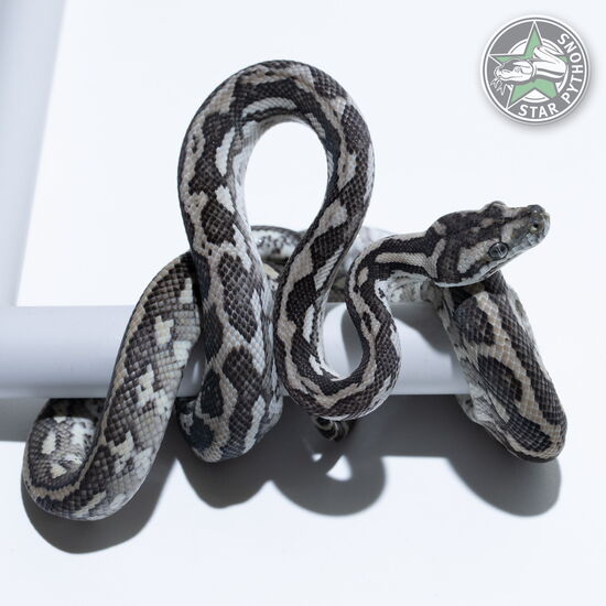 이 아름다운 (Ghost (male)) 카펫비단뱀(ID: 24-067)이 판매 중입니다.