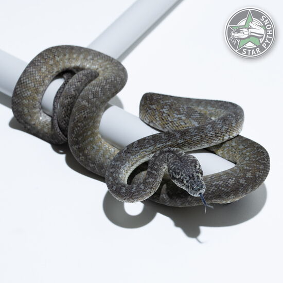This beautiful male Granite dblhet Snow carpet python with id 24-240 is for sale.