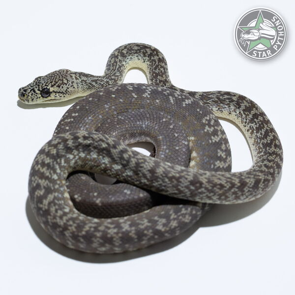 This beautiful male Granite carpet python with id 24-266 is for sale.