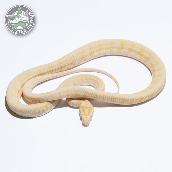 This beautiful female Albino het Axanthic carpet python with id 24-426 is for sale.