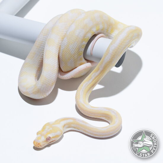 This beautiful female Snow het Granite carpet python with id 25-048 is for sale.