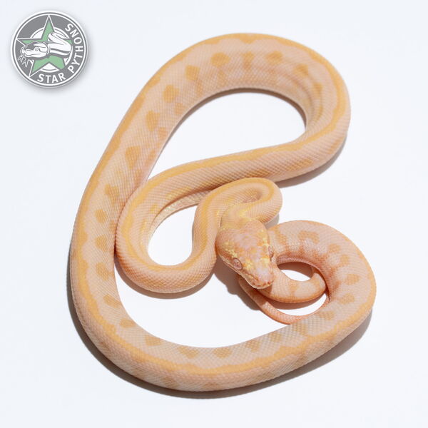 This beautiful female Albino Tiger carpet python with id 25-180 is for sale.