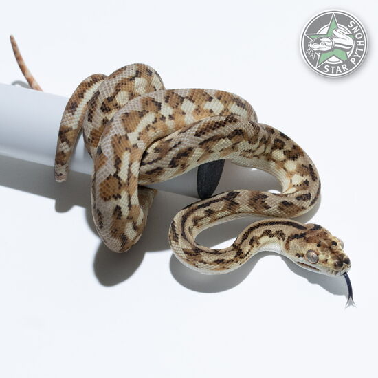 이 아름다운 (Hypo het Axanthic (female)) 카펫비단뱀(ID: 25-255)이 판매 중입니다.
