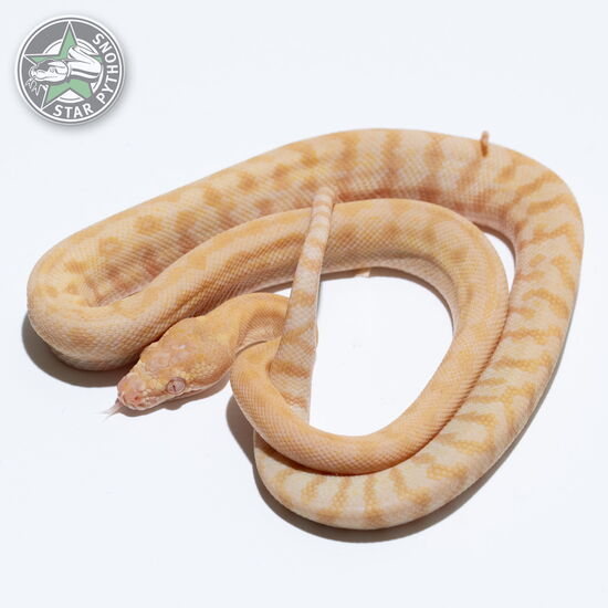 This beautiful male Albino (pure Darwin) carpet python with id 25-300 is for sale.