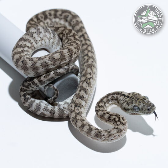 This beautiful male Ghost Zebra carpet python with id 25-320 is for sale.