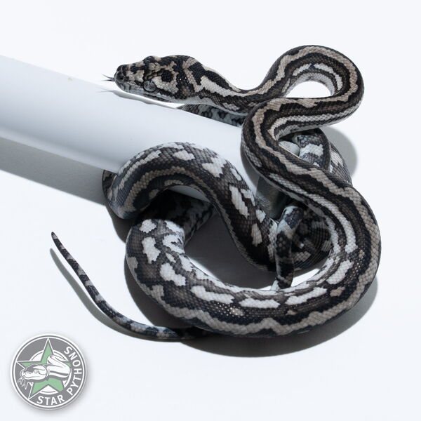 Dieses schöne Axanthic Tiger (pure Coastal) Teppichpython (männlich) mit der ID 25-322 ist zu verkaufen.