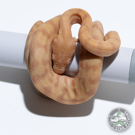 This beautiful female Albino (pure Darwin) carpet python with id 25-441 is for sale.