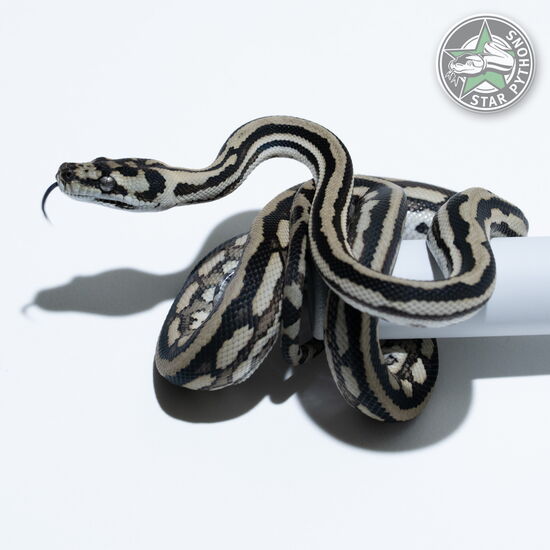 Dieses schöne Tiger het Axanthic (pure Coastal) Teppichpython (männlich) mit der ID 25-473 ist zu verkaufen.