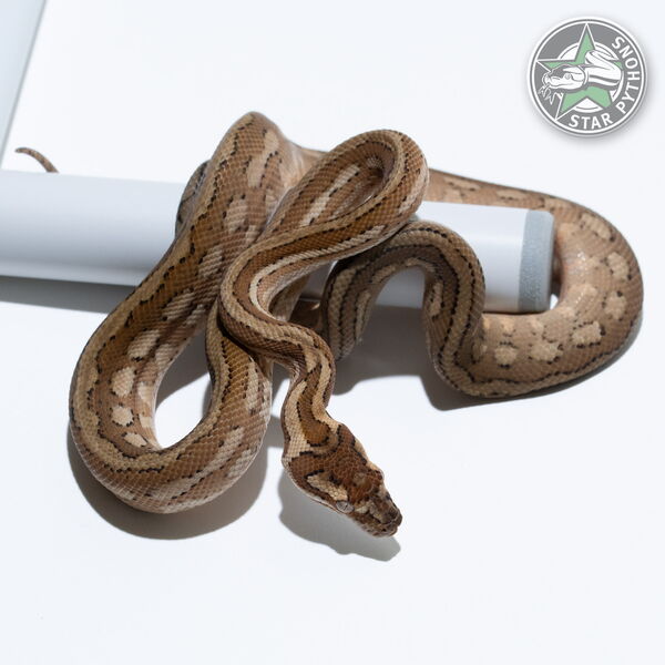 이 아름다운 (Caramel Tiger (pure Coastal) (female)) 카펫비단뱀(ID: 25-552)이 판매 중입니다.