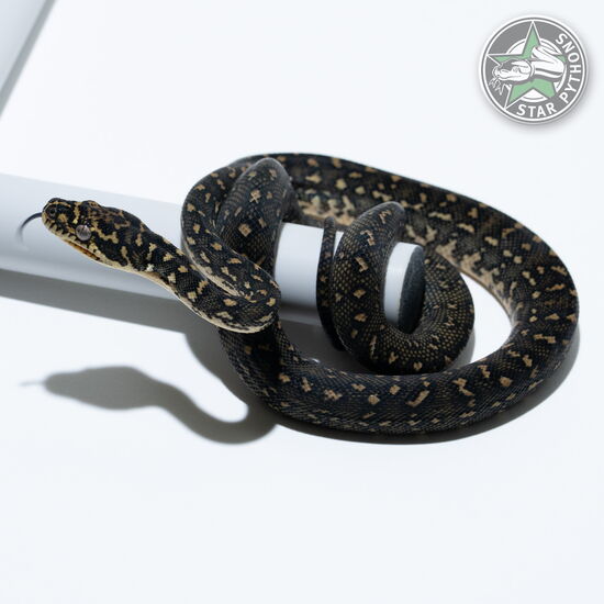 This beautiful female Diamond carpet python with id 25-706 is for sale.