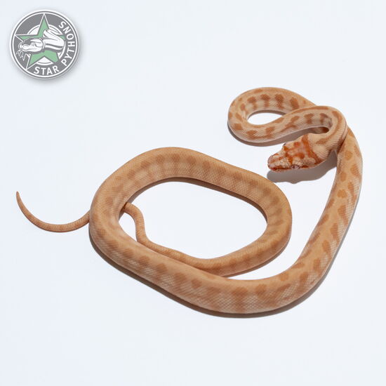 This beautiful male Albino Jaguar carpet python with id 26-031 is for sale.