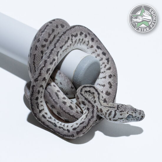 This beautiful female Axanthic Granite Jaguar carpet python with id 26-106 is for sale.