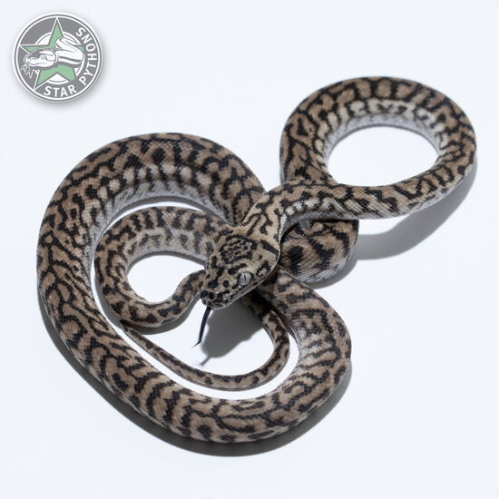 This beautiful male Zebra Jaguar carpet python with id 26-237 is for sale.