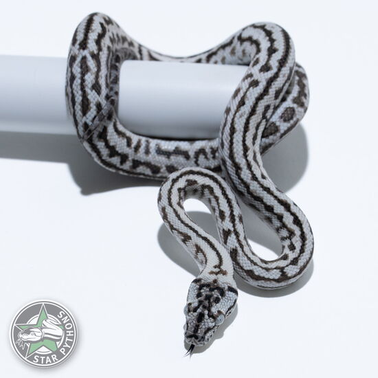 Dieses schöne Axanthic Zebra Jaguar Teppichpython (männlich) mit der ID 26-372 ist zu verkaufen.