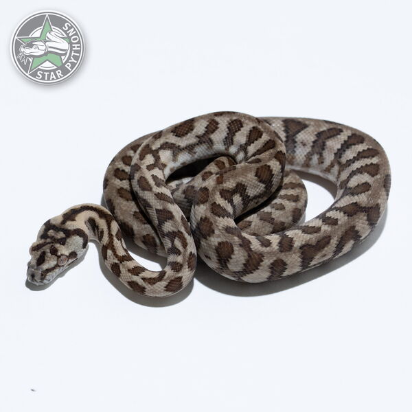This beautiful male Jaguar dblhet Snow carpet python with id 26-403 is for sale.