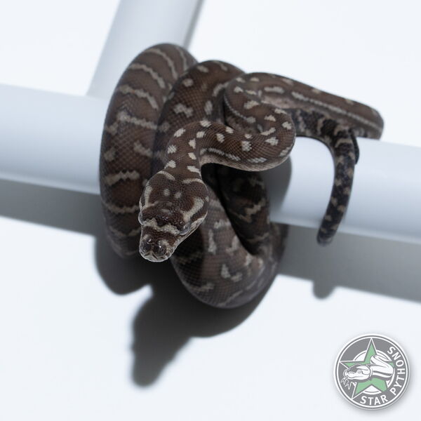 This beautiful female Bredli carpet python with id 26-561 is for sale.