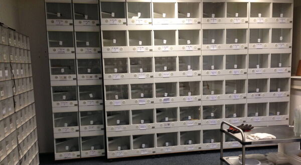 Aufzuchtanlage für subadulte Teppichpythons mit PVC-Cubes