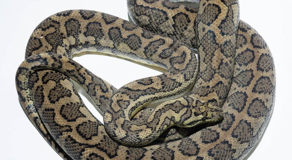 Hypo Teppichpython (Morelia spilota mcdowelli) – reiner Coastal hypomelanistischer Morph mit reduzierter Dunkelpigmentierung und warmen Orange-Gelbtönen