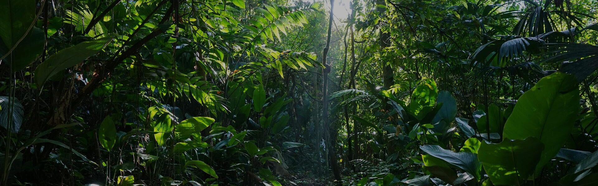 Your Carpet Python Specialist