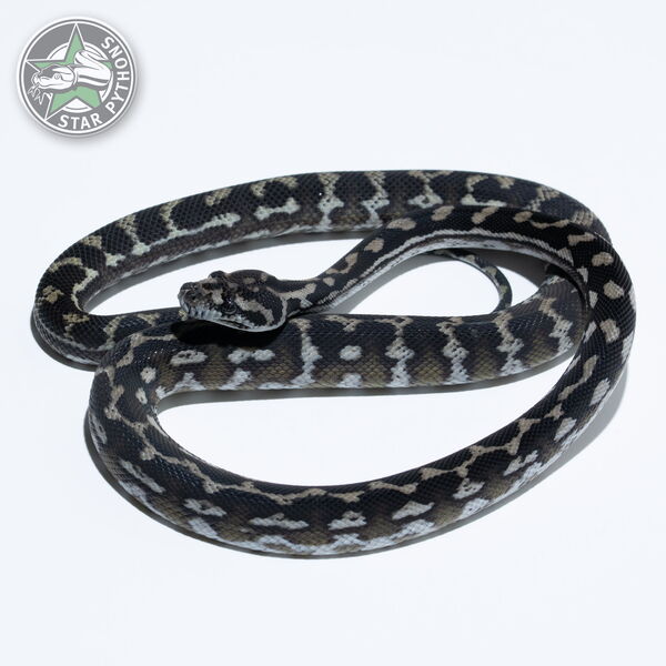 This beautiful male Axanthic dblhet Albino Granite carpet python with id 23-078 is for sale.