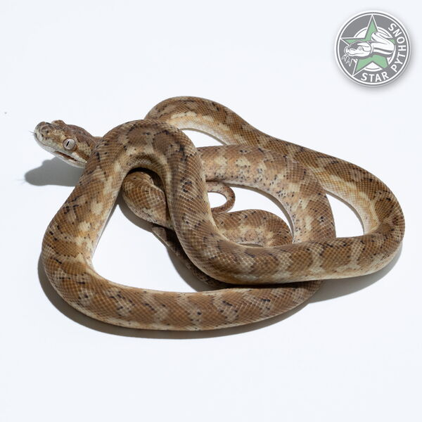 This beautiful female Hypo Caramel (pure Coastal) carpet python with id 23-333 is for sale.