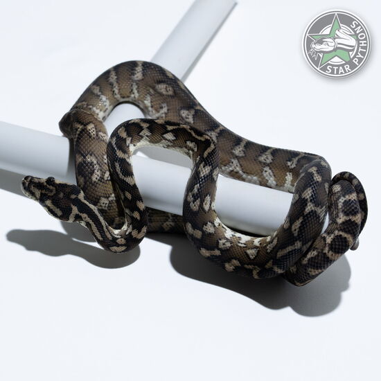 This beautiful female tplhet Snow Granite carpet python with id 24-249 is for sale.