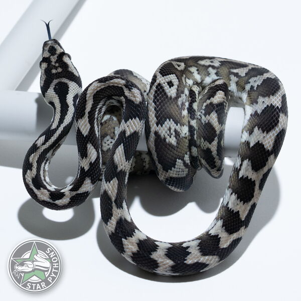 이 아름다운 (Axanthic het Granite (female)) 카펫비단뱀(ID: 24-520)이 판매 중입니다.