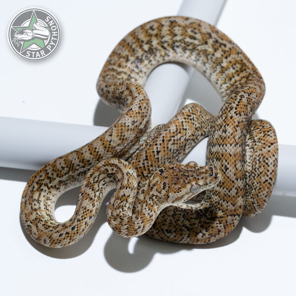This beautiful male Hypo Zebra carpet python with id 24-738 is for sale.