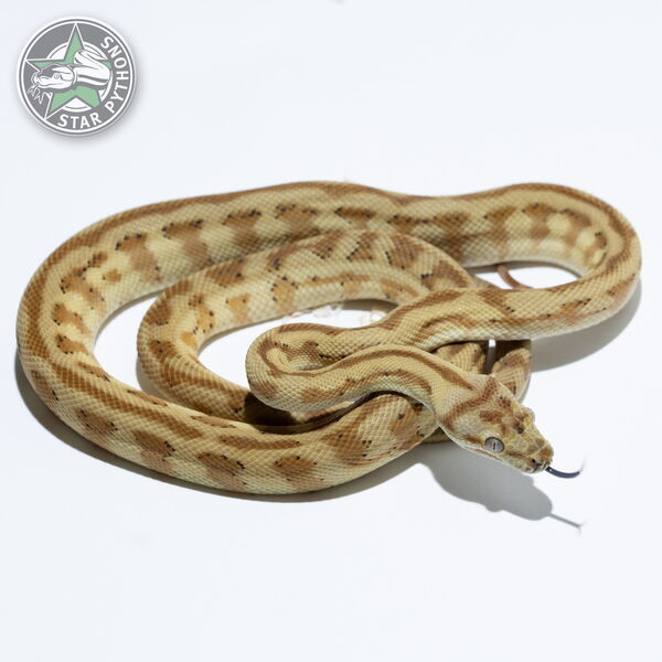 This beautiful female Hypo (pos Super) Jaguar carpet python with id 24-784 is for sale.